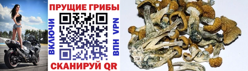 Псилоцибиновые грибы Magic Shrooms  как найти   Новозыбков 